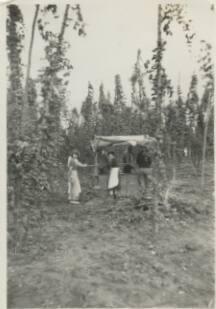 Hop Pickers