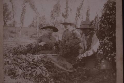 Hop Pickers Historic Photograph