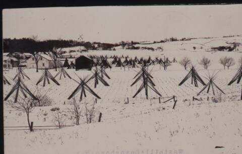 Hop Trellis Historic Photograph
