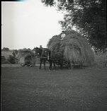 Horses pulling a load of hay