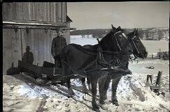 Horse team with sleigh