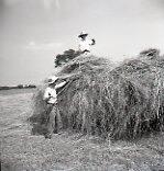 Haying - Placing Loose Hay on a Wagon