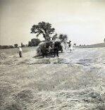 Haying - Team of Horses and Wagon