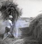 Haying - Moving Loose Hay