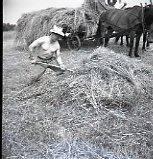 Haying - Picking Up Loose Hay
