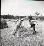 Haying - Picking Up Loose Hay