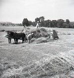 Harvesting Hay