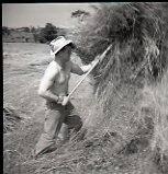 Man Picking up Hay
