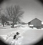 Farm Scene