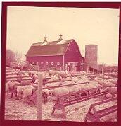 Sheep Farm