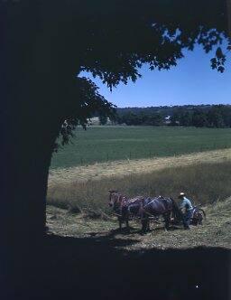 Haying with a Horse-Drawn Dump Rake