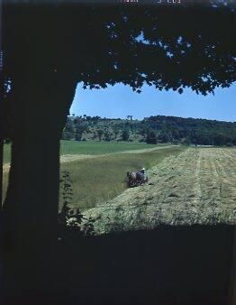 Haying with a Horse-Drawn Dump Rake