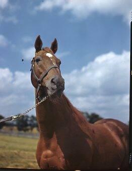 Portrait of a Horse