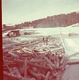 Cut logs