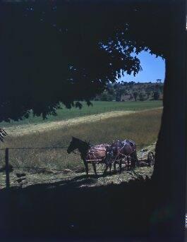 Horse Team with Haying Machine