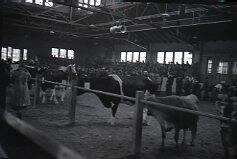 Cow Judging