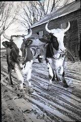 Oxen
