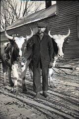 Oxen