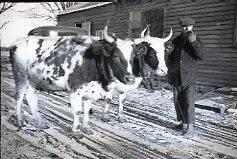 Oxen