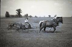 Horse Drawn Side Delivery Rake
