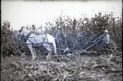 Corn Processing