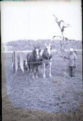 Man with Horse Team and Corn Stalk