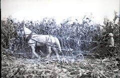 Harvesting Corn
