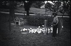 Chickens in Fenced in Area