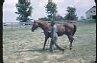 Man Exercising Horse
