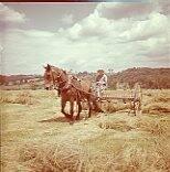 Woman Working in Hay Field