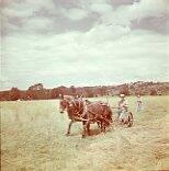 Woman Working in Hay Field