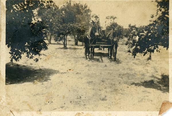 Two Mule Team