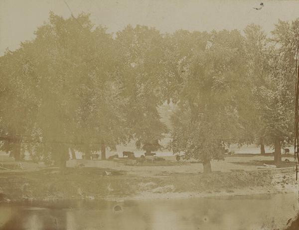 Cattle on Clinton Island