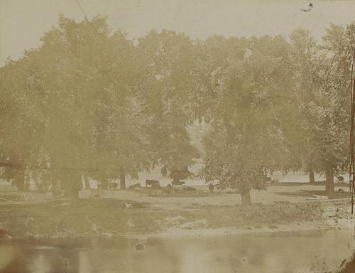 Cattle on Clinton Island