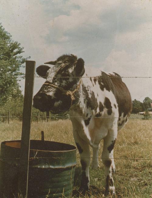 Steer at Trough