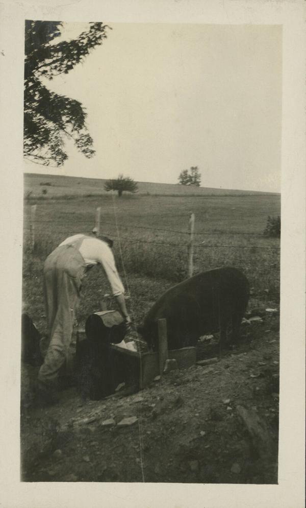 Man Feeding Pig, Juddville, NY