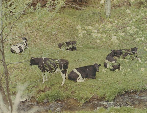 Hulse Farm Holsteins