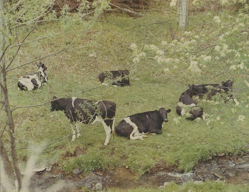 Hulse Farm Holsteins
