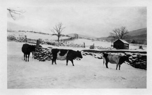 Pastured Cows in Winter 
