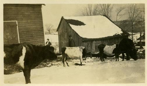 Florence VanKluck with Cows in Winter 
