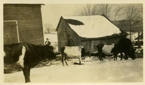 Florence VanKluck with Cows in Winter 
