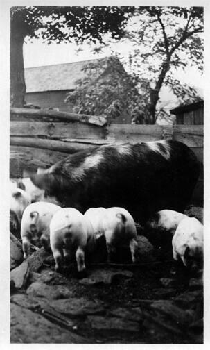 Sow and Piglets 
