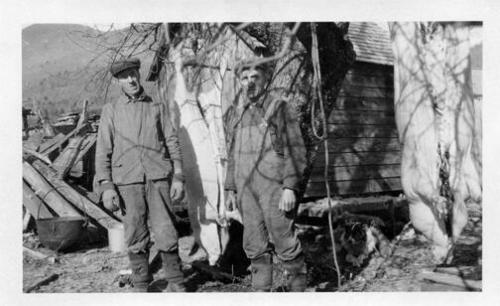 Slaughtering Hogs 
