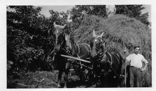 Horse-Drawn Load of Loose Hay 

