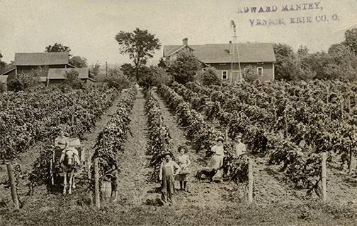 Growing Grapes