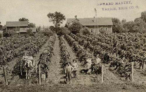 Growing Grapes