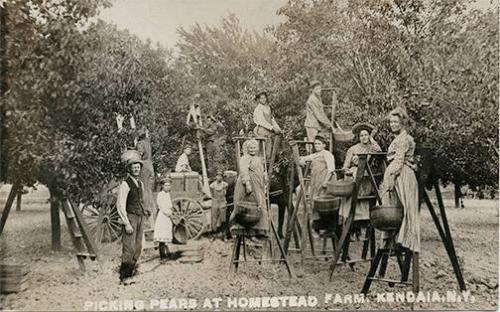 Picking Pears at Homestead Farm