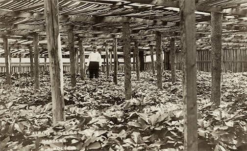 Ginseng Garden in Alpine, NY