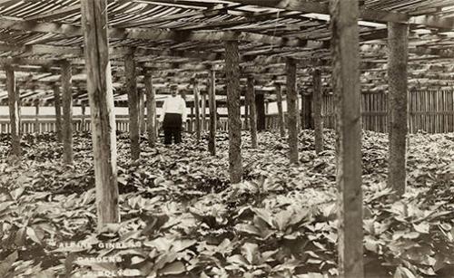 Ginseng Garden in Alpine, NY