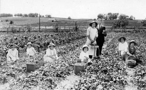 Strawberry Picking